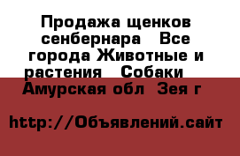 Продажа щенков сенбернара - Все города Животные и растения » Собаки   . Амурская обл.,Зея г.